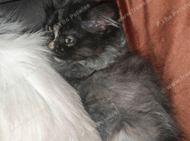Purdoll female