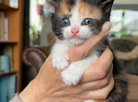 Ragdoll cross kittens