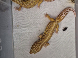 male an female leopard gecko for sale