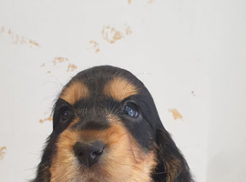 K.C Show line Cocker Spaniel puppies