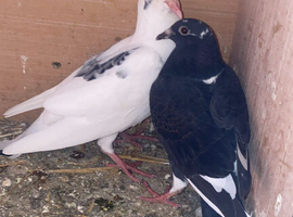 Two racing young pigeons ready to go