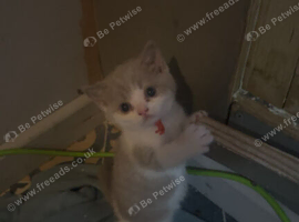 Full Britishshort kittens