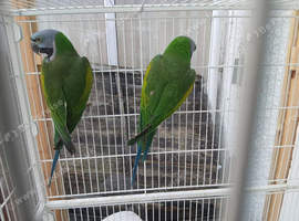 Bonded Pair of  Lord Derbyans Parakeets