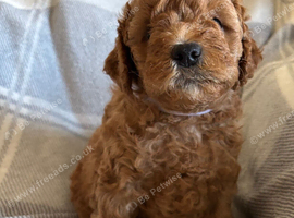 Beautiful cockapoos for sale