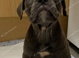 Old English bulldog puppy&rsquo;s looking for forever homes