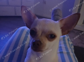 Female chihuahua