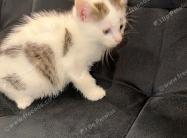 White and grey tabby kitten last one.