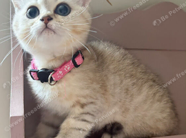 British Shorthair Kittens!