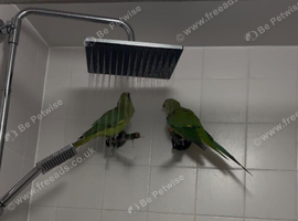 Indian ringneck for sale | parrots