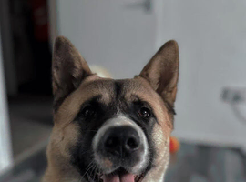 HARLEY NEEDS NEW HOME