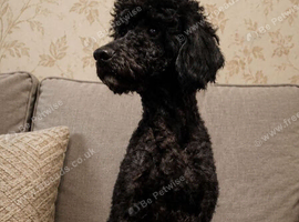 Lovely 2 year old male toy poodle