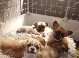 Chihuahua x Pug x Shih Tzu