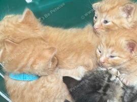 BEAUTIFUL KITTENS TO RESERVE