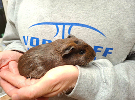 Female Guinea Pigs