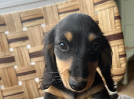 Kc reg. Only 2 left Petite size long haired dachshund puppies highly dna tested parents low coefficient %