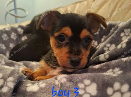 Jack Russell cross puppies