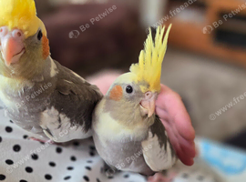 2 baby cockatiels basic hand tamed available