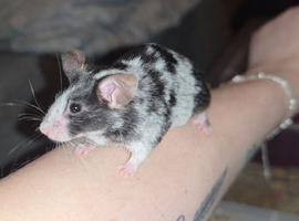 Merle mice breeding colony