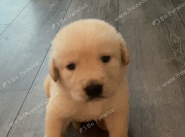 Labrador puppies