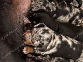 Dachshunds Tweenies boys and girl