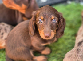 Miniature Dachshund