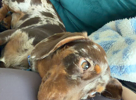 Beautiful miniature dachshund