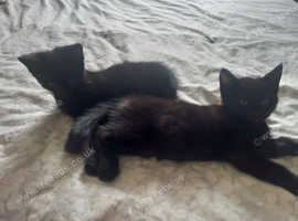 2 x Black KITTENS