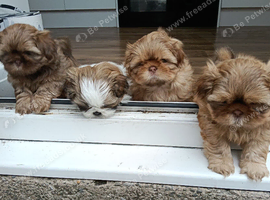 Imperial Shih Tzu Puppies