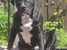 Looking to rehome a dog under 12 month