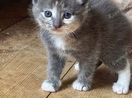 THREE BEAUTIFUL KITTENS
