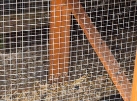 California Quails