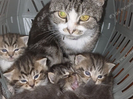 Beautiful cross kittens