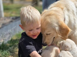 Gorgeous KC registered puppies for sale