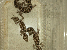 Viper Gecko Unsexed 3 - 6 Months old