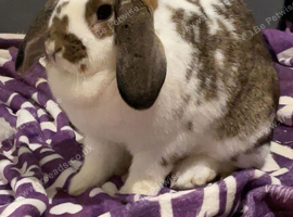 Female rabbit
