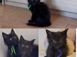 Big Ears & Fluffy Coats &ndash; Maine Coon Kittens Ready Now