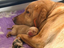 Yellow/dark yellow Labradors