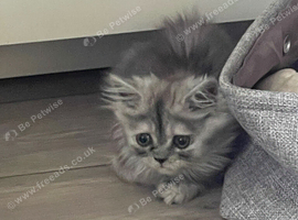 Chinchilla Persian cross