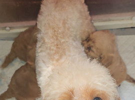 F1b TOY CAVAPOO PUPPIES