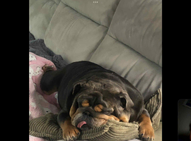 English bulldog
