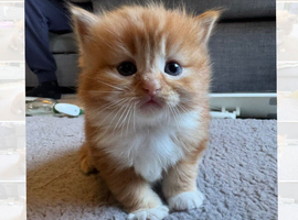 Ragdoll Mix kittens