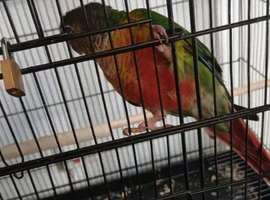 Conure baby
