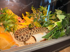 Hognose + vivarium
