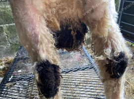 Valais blacknose ram lamb fully registered