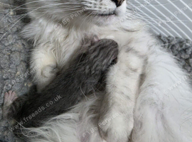 Pedigree maine coon kittens