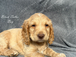 Gorgeous KC reg Cocker Spaniel pups (working type)