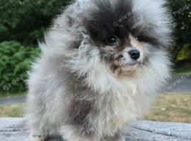 Pomeranian blue/silver merle puppy boy