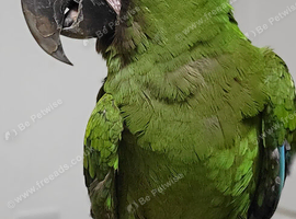 Silly Tame Handreared Female Baby Military Macaw