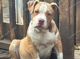 ABKC American pocket bully's