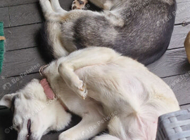 2 x huskys &pound;600 ono